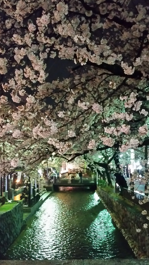 cherry blossom trees